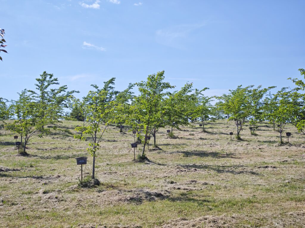 Japanischer Garten - mit ganz vielen Kirschbäumen