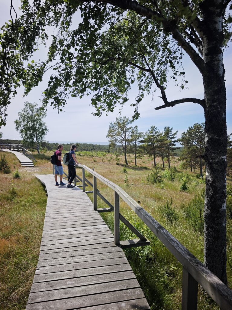 Oben auf der Düne von Preila führt ein Holzbohlenweg einmal im Kreis