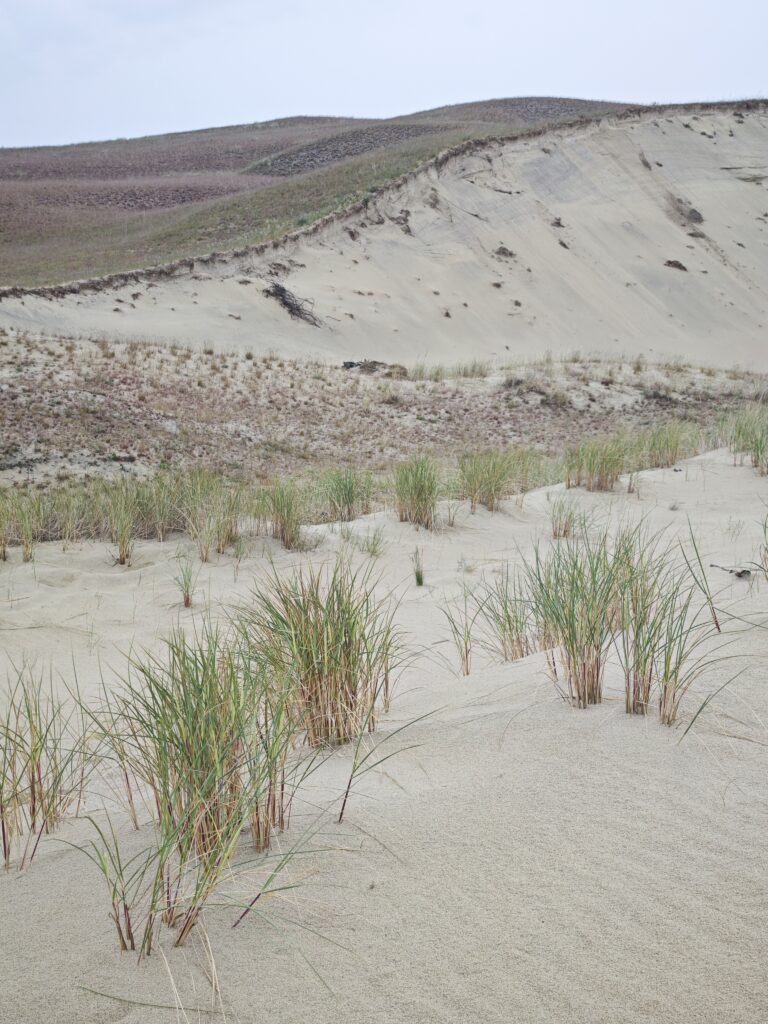 Viele Hügeln prägen die Landschaft rund um die Tote Düne